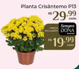 Dona de Casa Planta Crisântemo P13 oferta