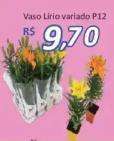 Supermercados Savegnago Vaso Lírio variado oferta