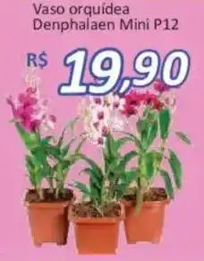 Supermercados Savegnago Vaso orquidea Denphalaen Mini P12 oferta