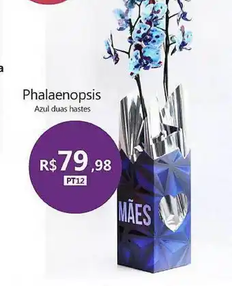 Phalaenopsis Pt12