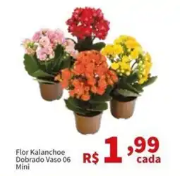 Macromix Atacado Flor Kalanchoe Dobrado Vaso 06 Mini oferta