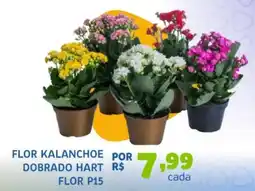 Trimais Supermercado Flor kalanchoe dobrado hart oferta