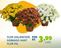 Trimais Supermercado Flor kalanchoe dobrado hart flor p11 oferta