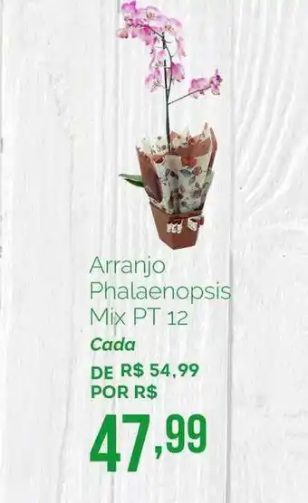 Oba Hortifruti Arranjo Phalaenopsis Mix Pt 12 oferta