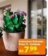 Max Atacadista Kalanchoe dobrado pote oferta