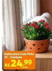 Max Atacadista 21 - kalanchoe pote oferta