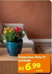 Max Atacadista Kalanchoe pote oferta