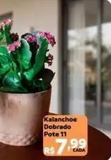 Max Atacadista Kalanchoe dobrado pote 11 oferta