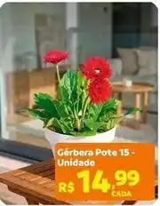 Max Atacadista Gérbera pote 15- unidade oferta