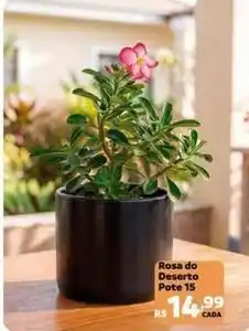 Max Atacadista Rosa do deseto pote 15 oferta