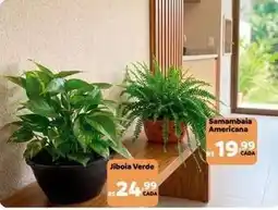 Max Atacadista Jibola verde oferta