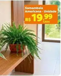 Max Atacadista Samambaia americana oferta