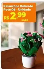 Kalanchoe dobrado