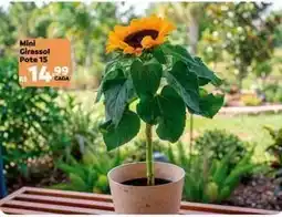 Max Atacadista Mini - pote oferta
