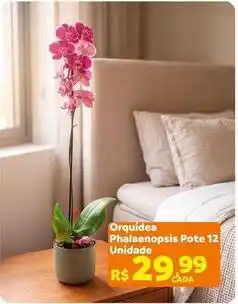 Max Atacadista Orquídea - pote 12 unidade oferta