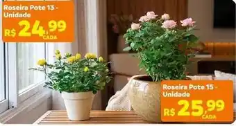 Roseira pote