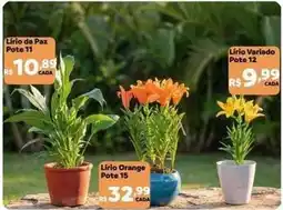 Max Atacadista Lirio orange oferta
