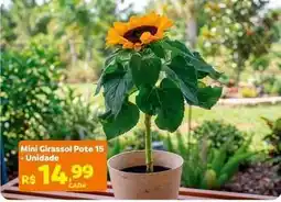 Max Atacadista Mini - girassol pote 15 oferta