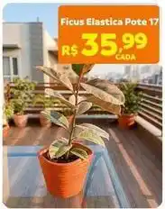 Max Atacadista Ficus elastica pote oferta