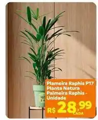 Max Atacadista Natura - plameira raphis p17 oferta