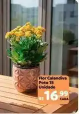Max Atacadista Flor - calandiva pote 15 oferta