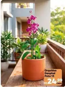 Max Atacadista Orquídea - denphal pote oferta