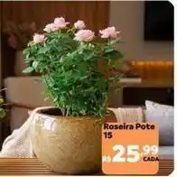Max Atacadista Roseira pote 15 oferta