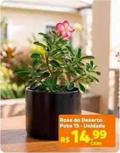 Max Atacadista Rosa do deserto pote 15 oferta