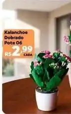 Max Atacadista Kalanchoe pote oferta