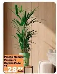 Max Atacadista Palmeira - planta natura raphis pote oferta