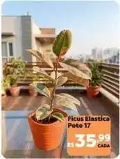 Max Atacadista Ficus elastica pote 17 oferta