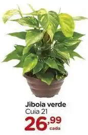Carrefour 21 - jiboia verde oferta