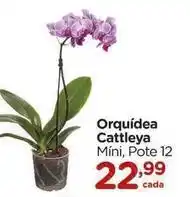 Orquídea