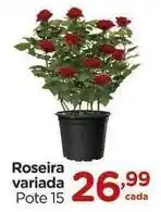 Carrefour Roseira variada oferta