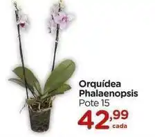 Carrefour Orquídea - phalaenopsis oferta