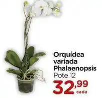 Carrefour Orquídea - variada phalaenopsis oferta