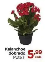 Carrefour Kalanchoe dobrado oferta