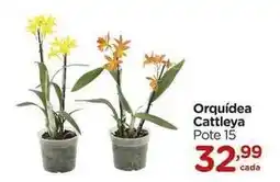 Carrefour Orquídea - pote 15 oferta