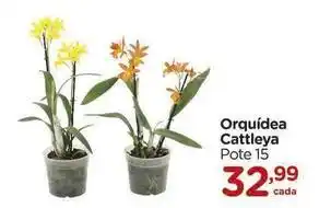 Orquídea - pote 15
