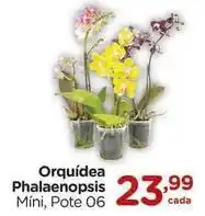 Carrefour Orquídea - orquidea phalaenopsis oferta