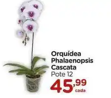 Carrefour Orquídea - orquidea phalaenopsis cascata oferta