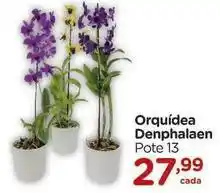 Carrefour Orquídea - orquidea denphalaen oferta