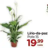 Carrefour Lirio-da-gaz pote 15 oferta