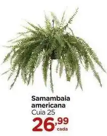 Carrefour Samambaia americana oferta