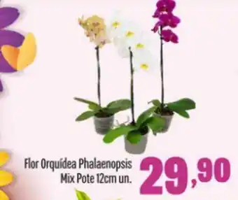 Rede Top Flor Orquídea Phalaenopsis Mix Pote 12cm Un. oferta