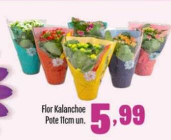 Rede Top Flor Kalanchoe Pote 11cm Un. oferta