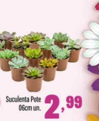 Suculenta Pote 06cm Un.