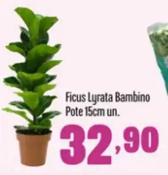 Ficus Lyrata Bambino Pote 15cm Un.