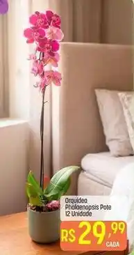 Orquídea - pimientos pote 12ucidade