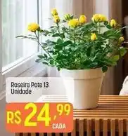 Muffato Único - roseira pote 13 oferta